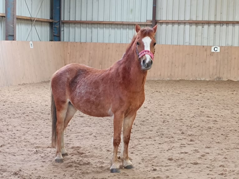 Welsh A (Mountain Pony) Mare 11 years 12 hh Chestnut-Red in Gro&#xDF;efehn