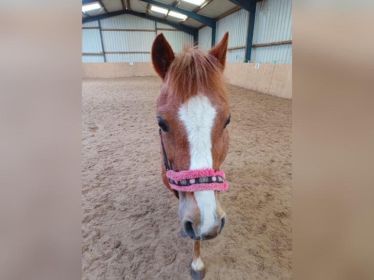 Welsh A (Mountain Pony) Mare 11 years 12 hh Chestnut-Red in Gro&#xDF;efehn