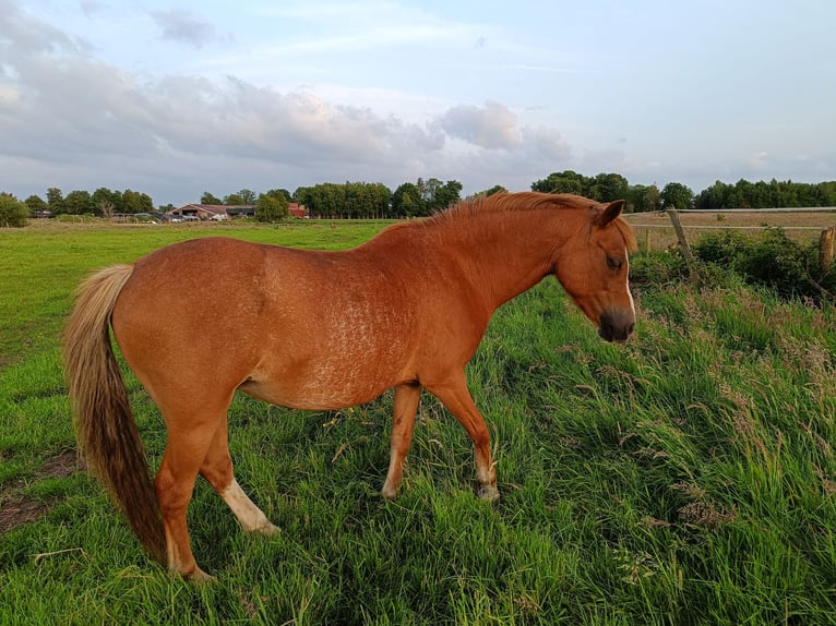 Welsh A (Mountain Pony) Mare 11 years 12 hh Chestnut-Red in Gro&#xDF;efehn