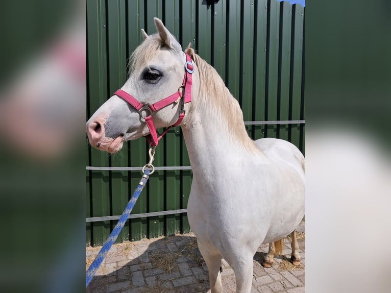 Welsh A (Mountain Pony) Mare 11 years 12 hh Grey in Emmen