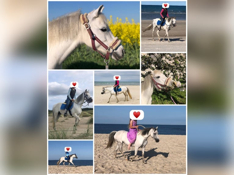 Welsh A (Mountain Pony) Mare 11 years 12,1 hh Gray in K&#xFC;nzelsau