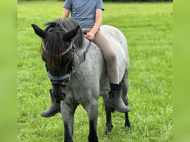 Welsh A (Mountain Pony) Mare 11 years 12,1 hh Roan-Blue in Neuenrade