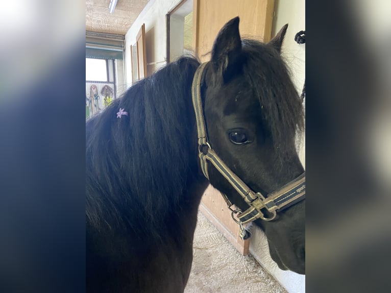 Welsh A (Mountain Pony) Mix Mare 12 years 10,2 hh Smoky-Black in Bad Rodach