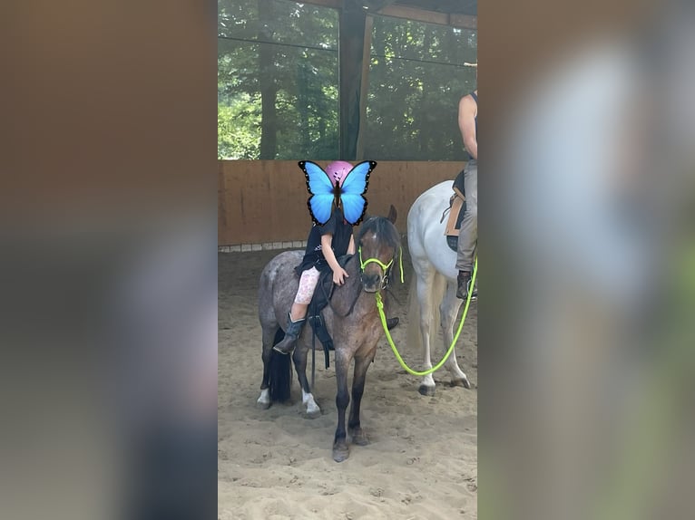 Welsh A (Mountain Pony) Mix Mare 12 years 10,3 hh Roan-Bay in Lienen