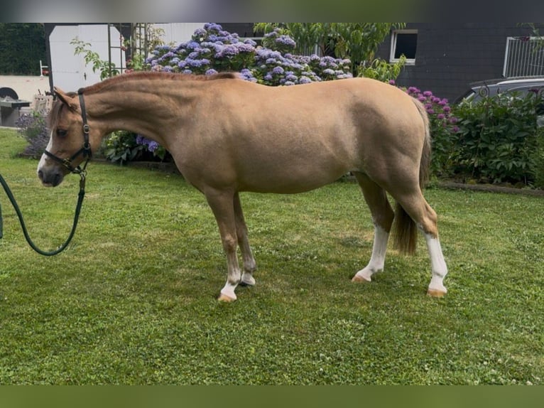 Welsh A (Mountain Pony) Mare 12 years 11.1 hh Chestnut-Red in Hückeswagen