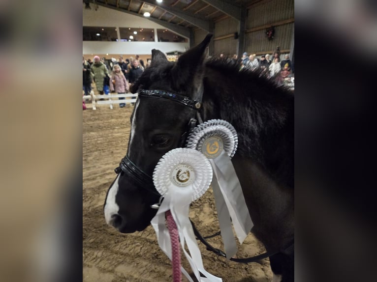 Welsh A (Mountain Pony) Mare 12 years 11.2 hh Black in Oldendorf