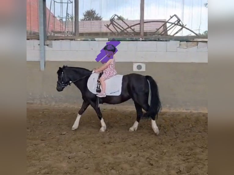 Welsh A (Mountain Pony) Mare 12 years 11.2 hh Black in Oldendorf