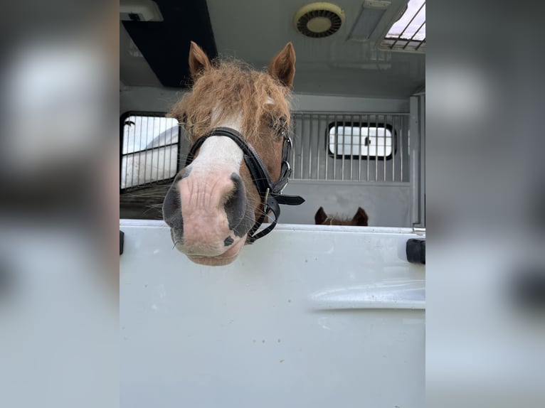 Welsh A (Mountain Pony) Mare 12 years 11,1 hh Chestnut-Red in Sleidinge