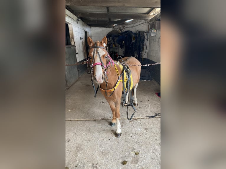 Welsh A (Mountain Pony) Mare 12 years 11,1 hh Chestnut-Red in Sleidinge