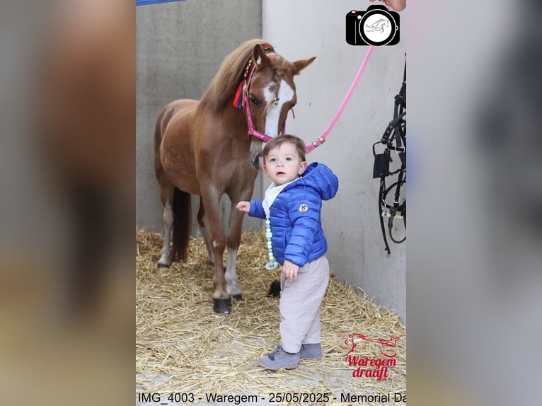 Welsh A (Mountain Pony) Mare 12 years 11,1 hh Chestnut-Red in Sleidinge