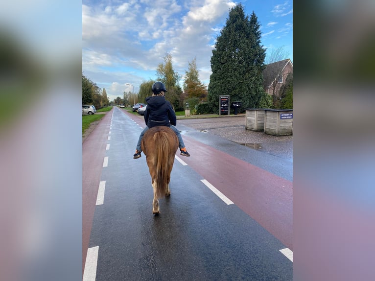 Welsh A (Mountain Pony) Mare 12 years 11,1 hh Chestnut-Red in Sleidinge