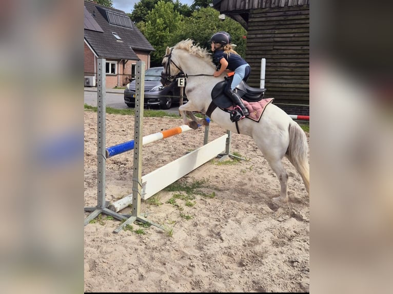 Welsh A (Mountain Pony) Mare 12 years 11,1 hh Grey in Wachtum