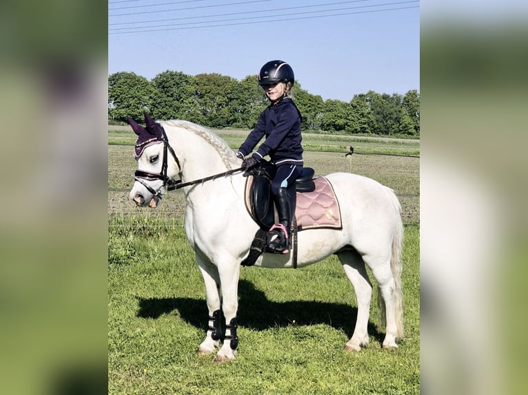 Welsh A (Mountain Pony) Mare 12 years 11,1 hh Grey in Wachtum
