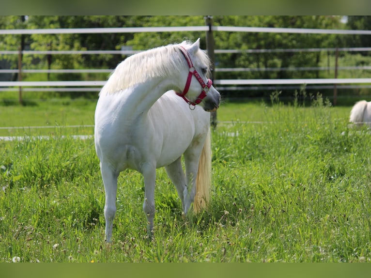 Welsh A (Mountain Pony) Mare 12 years 11,2 hh Grey in Wanna