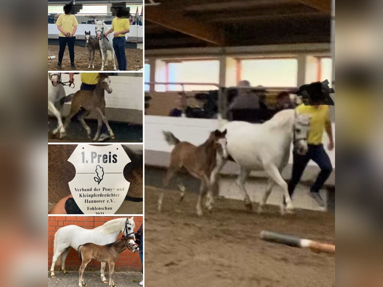 Welsh A (Mountain Pony) Mare 12 years 11,2 hh Grey in Wanna