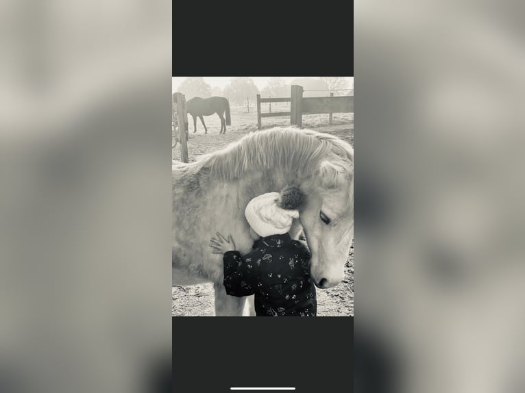 Welsh A (Mountain Pony) Mare 12 years 11,2 hh Grey in Wanna