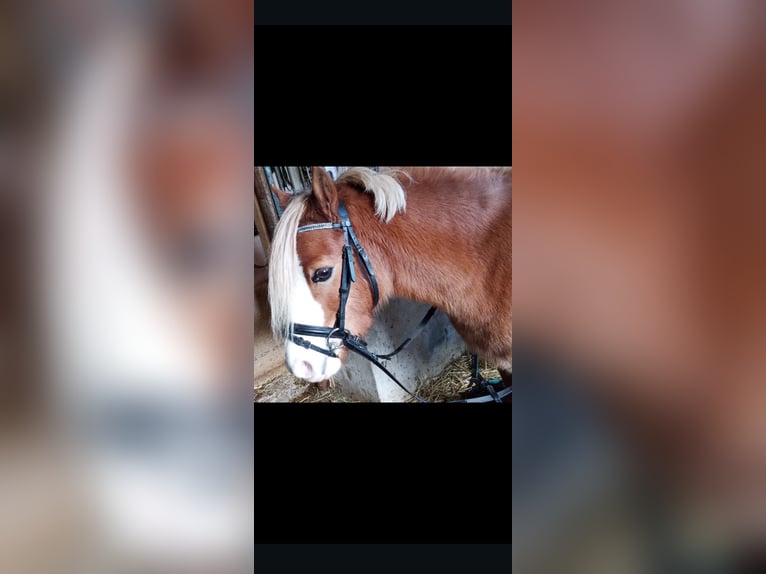 Welsh A (Mountain Pony) Mare 12 years 11,3 hh Chestnut-Red in Extertal
