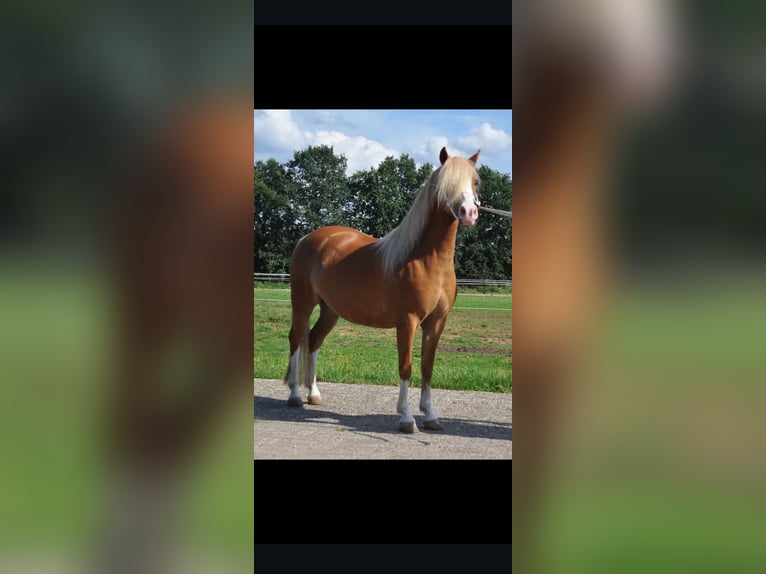 Welsh A (Mountain Pony) Mare 12 years 11,3 hh Chestnut-Red in Extertal