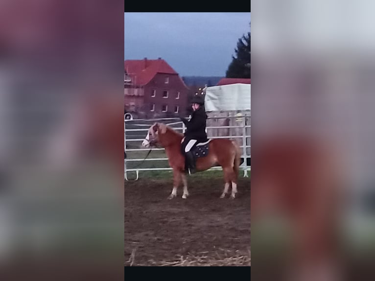 Welsh A (Mountain Pony) Mare 12 years 11,3 hh Chestnut-Red in Extertal