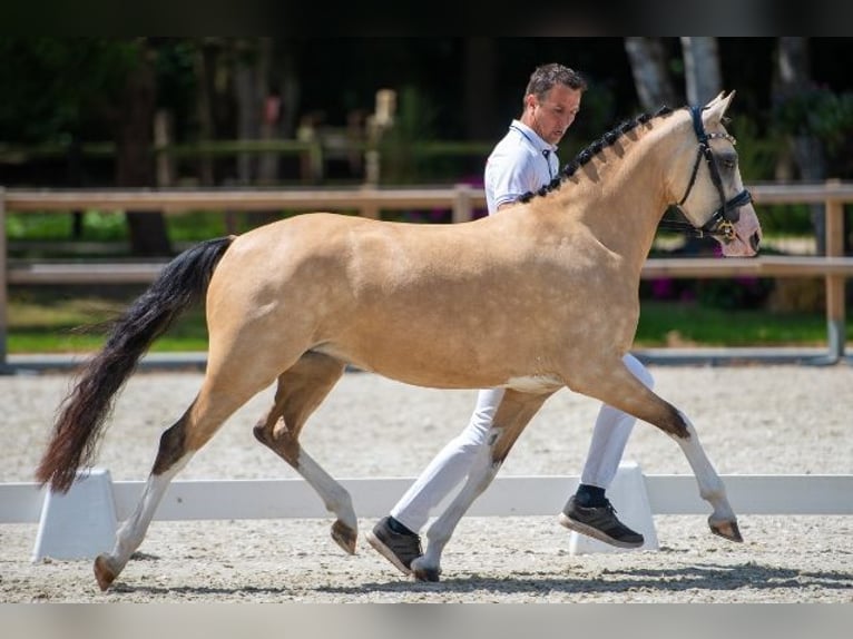 Welsh A (Mountain Pony) Mare 12 years 11,3 hh Gray in Aalten
