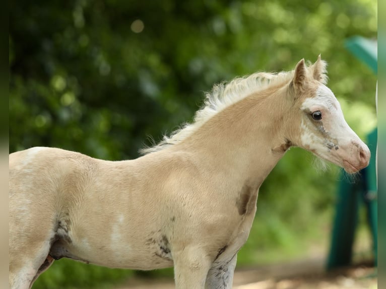 Welsh A (Mountain Pony) Mare 12 years 11,3 hh Gray in Aalten