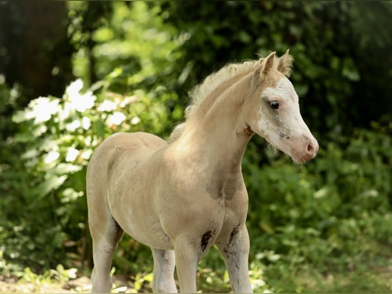 Welsh A (Mountain Pony) Mare 12 years 11,3 hh Gray in Aalten