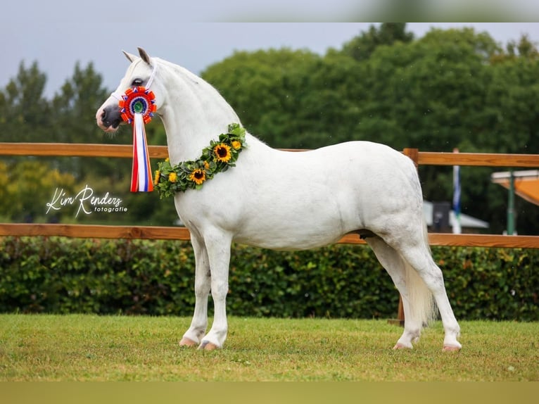 Welsh A (Mountain Pony) Mare 12 years 11,3 hh Gray in Aalten