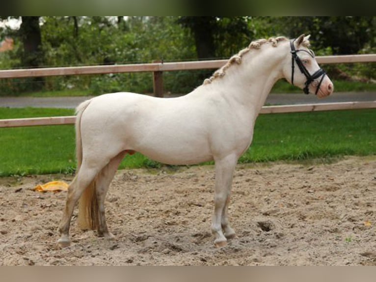 Welsh A (Mountain Pony) Mare 12 years 11,3 hh Gray in Aalten