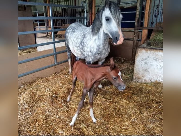 Welsh A (Mountain Pony) Mare 12 years 11,3 hh Gray in Extertal