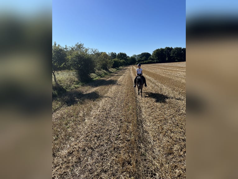 Welsh A (Mountain Pony) Mix Mare 12 years 12.2 hh Roan-Bay in Bargenstedt