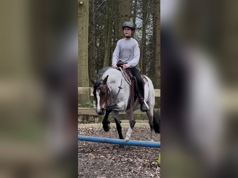 Welsh A (Mountain Pony) Mix Mare 12 years 12.2 hh Roan-Bay in Bargenstedt