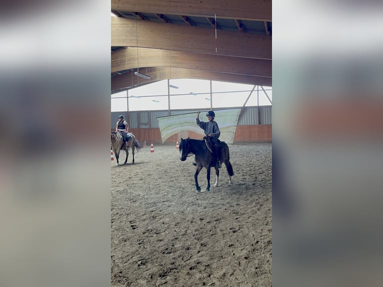 Welsh A (Mountain Pony) Mix Mare 12 years 12.2 hh Roan-Bay in Bargenstedt