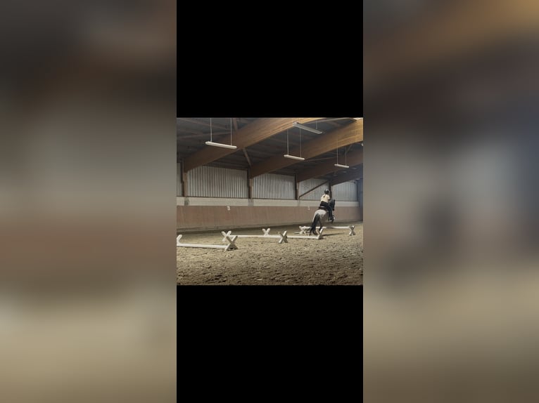 Welsh A (Mountain Pony) Mix Mare 12 years 12.2 hh Roan-Bay in Bargenstedt