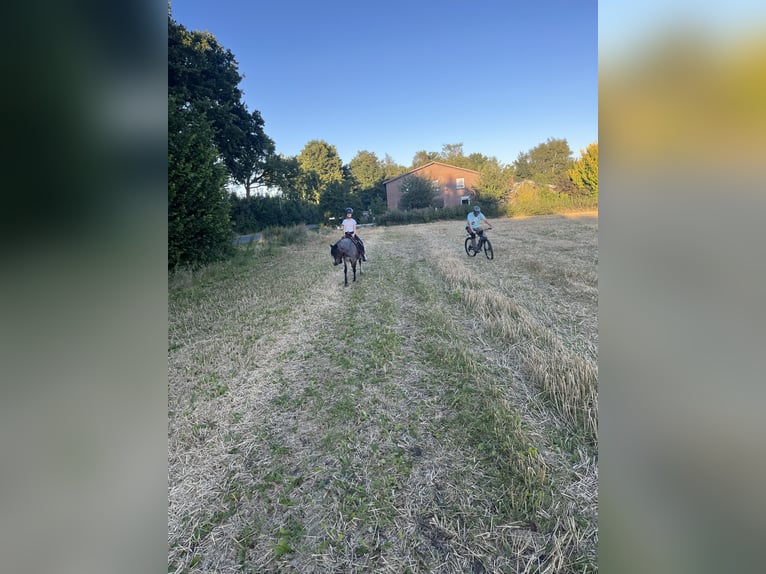 Welsh A (Mountain Pony) Mix Mare 12 years 12.2 hh Roan-Bay in Bargenstedt