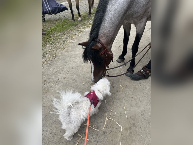 Welsh A (Mountain Pony) Mix Mare 12 years 12.2 hh Roan-Bay in Bargenstedt