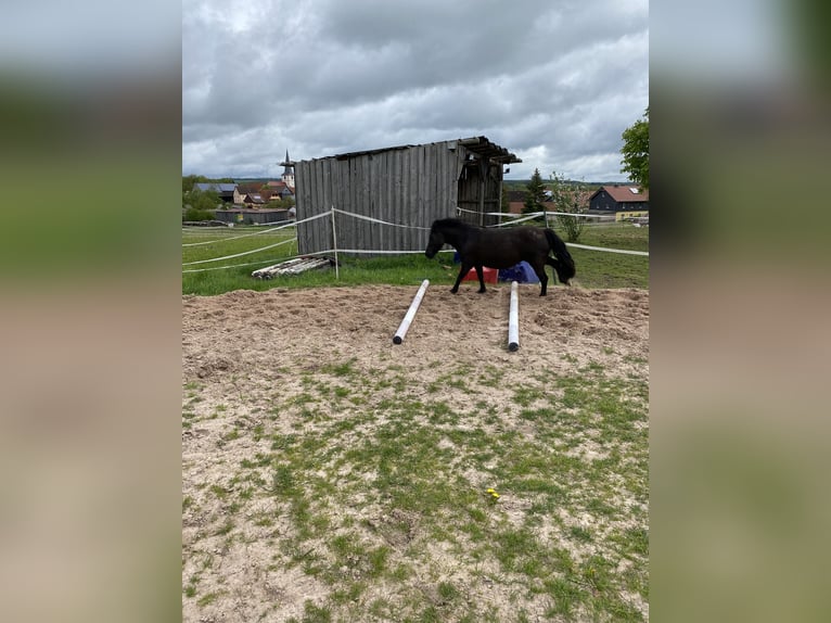Welsh A (Mountain Pony) Mix Mare 13 years 10,2 hh Smoky-Black in Bad Rodach