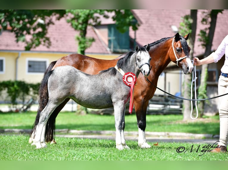 Welsh A (Mountain Pony) Mare 13 years 11,1 hh Bay-Dark in Reith bei Weichselbach