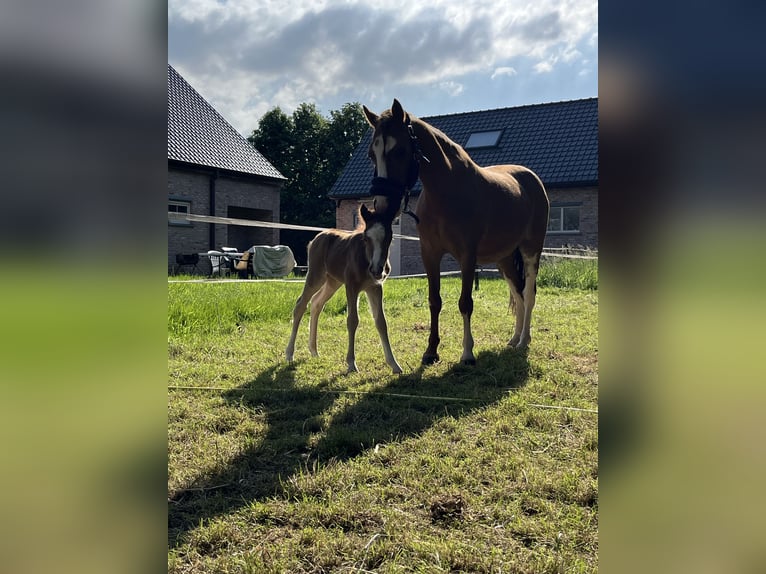 Welsh A (Mountain Pony) Mare 13 years 11,1 hh Chestnut-Red in Sleidinge