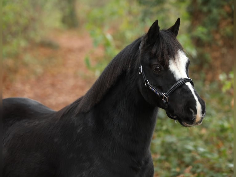 Welsh A (Mountain Pony) Mare 13 years 11,2 hh Black in Aalten