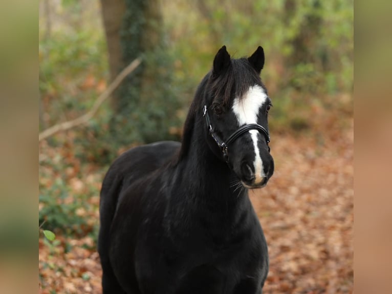 Welsh A (Mountain Pony) Mare 13 years 11,2 hh Black in Aalten