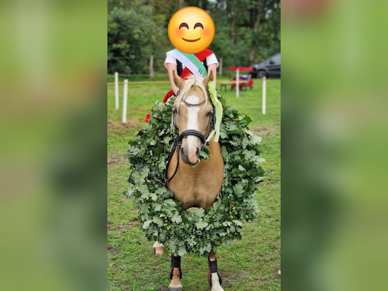 Welsh A (Mountain Pony) Mare 13 years 11,2 hh Dun in Uelvesbüll