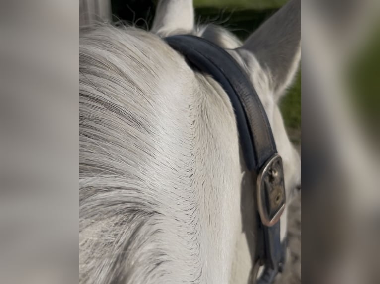 Welsh A (Mountain Pony) Mare 13 years 11,2 hh Gray in Rimbach