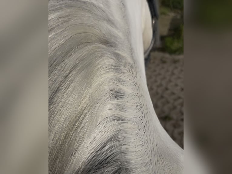 Welsh A (Mountain Pony) Mare 13 years 11,2 hh Gray in Rimbach