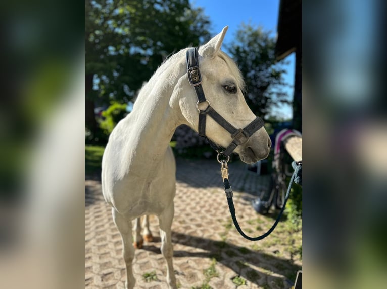 Welsh A (Mountain Pony) Mare 13 years 11,2 hh Gray in Rimbach