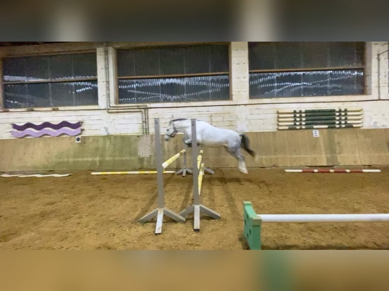 Welsh A (Mountain Pony) Mare 13 years 11,2 hh Gray in Rimbach