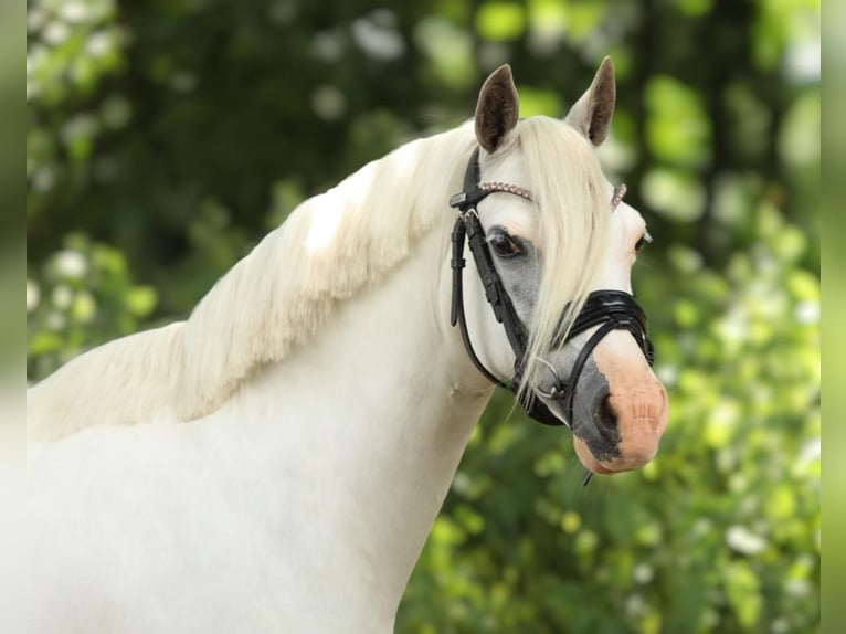 Welsh A (Mountain Pony) Mare 13 years 11,2 hh Grey in Aalten