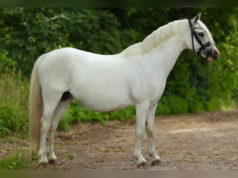 Welsh A (Mountain Pony) Mare 13 years 11,2 hh Grey in Aalten