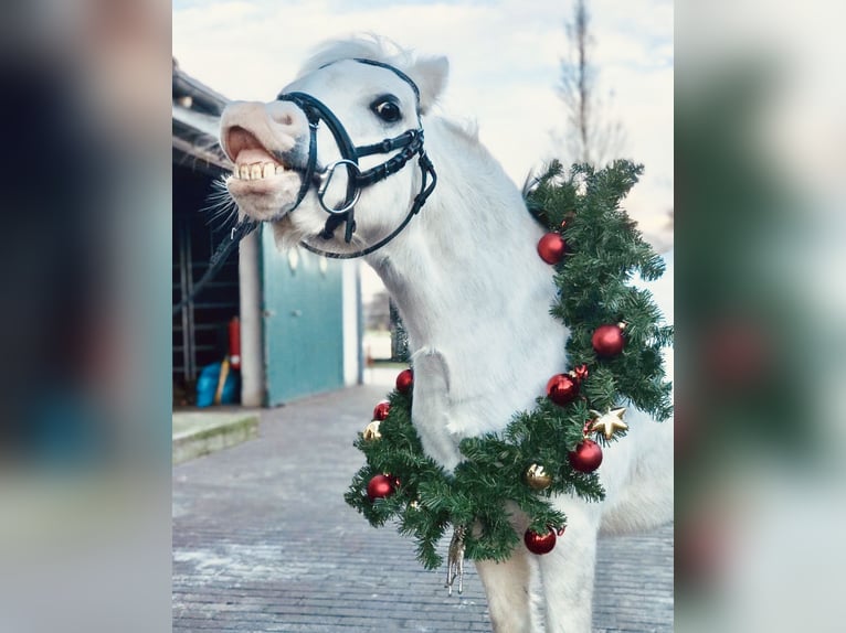 Welsh A (Mountain Pony) Mare 13 years 11,2 hh Grey-Dapple in Schermbeck