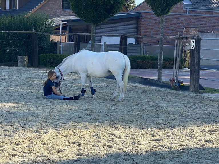 Welsh A (Mountain Pony) Mare 13 years 11,2 hh Grey-Dapple in Schermbeck