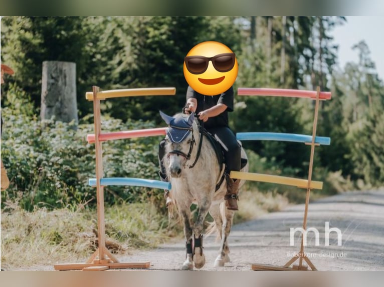 Welsh A (Mountain Pony) Mix Mare 13 years 11,2 hh Grey-Dapple in Regnitzlosau